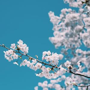 亚洲深喉囗爆HD
